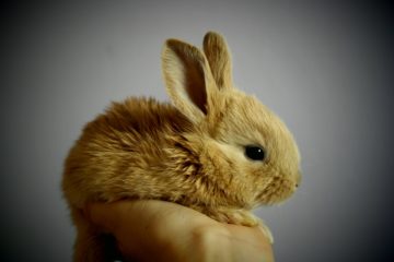 Fluffy Bunny