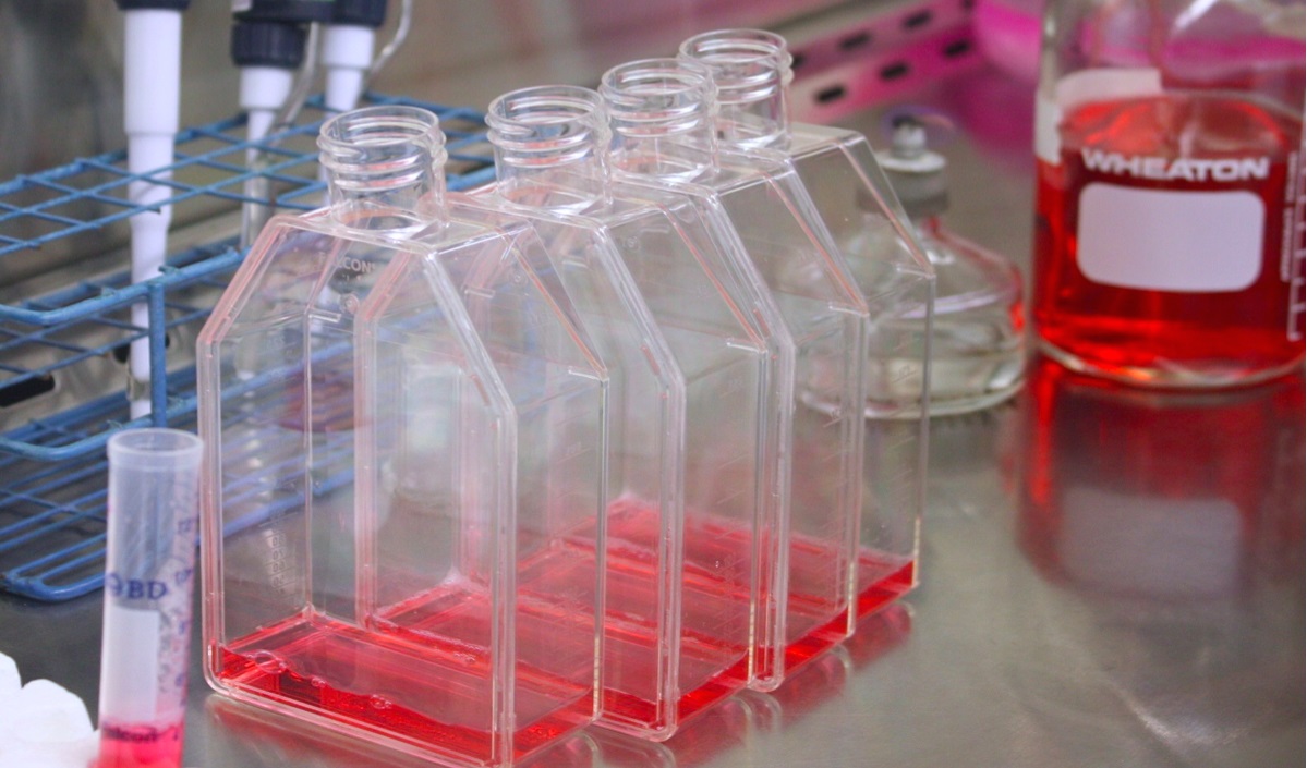 Cell Culture Flasks